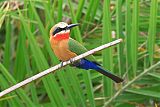 White-fronted Bee-eater