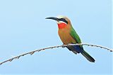 White-fronted Bee-eater