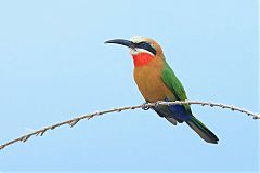 White-fronted Bee-eater