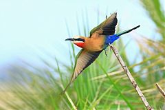 White-fronted Bee-eater