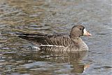 Greater White-fronted Goose