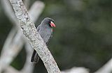 White-fronted Nunbird