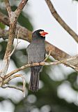 White-fronted Nunbird