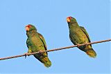 White-fronted Amazonborder=