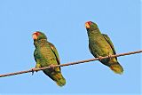 White-fronted Parrotborder=