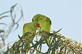 White-fronted Amazonborder=