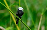 White-headed Marsh Tyrant