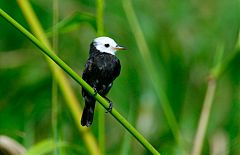 White-headed Marsh Tyrant
