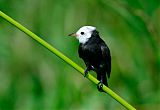 White-headed Marsh Tyrant