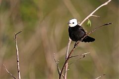 White-headed Marsh Tyrant