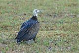 White-headed Vulture