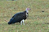 White-headed Vulture