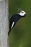 White-headed Woodpeckerborder=