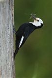 White-headed Woodpecker