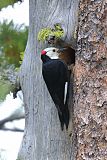 White-headed Woodpecker