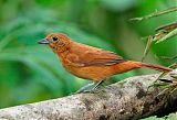 White-lined Tanager