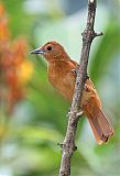 White-lined Tanager