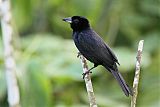 White-lined Tanager