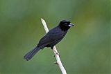 White-lined Tanager