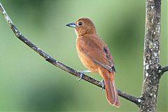 White-lined Tanager