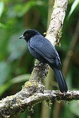 White-lined Tanager
