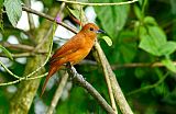 White-lined Tanager