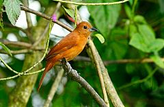 White-lined Tanager