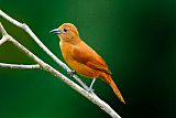 White-lined Tanager