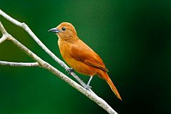 White-lined Tanager