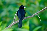 White-lined Tanager