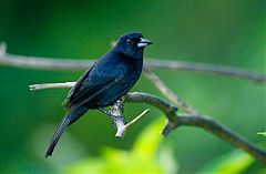 White-lined Tanager