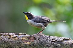 White-naped Brushfinch