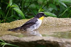 White-naped Brushfinch