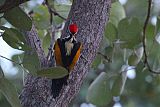 White-naped Woodpeckerborder=