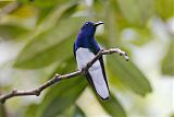 White-necked Jacobin