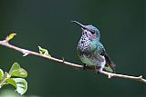 White-necked Jacobinborder=