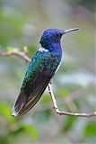 White-necked Jacobin