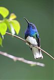 White-necked Jacobinborder=