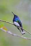 White-necked Jacobinborder=