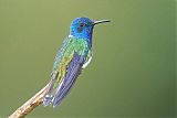 White-necked Jacobin