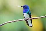 White-necked Jacobin