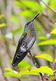 White-necked Jacobin