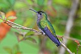 White-necked Jacobin