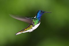 White-necked Jacobin