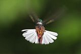 White-necked Jacobinborder=