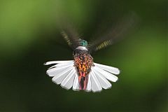 White-necked Jacobin