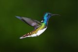 White-necked Jacobinborder=