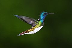 White-necked Jacobin