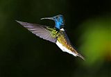 White-necked Jacobin