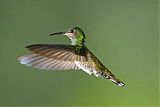 White-necked Jacobinborder=